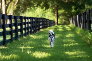 perimeter fence for your dog
