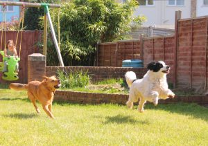 Two dogs jumping and playing in the garden with a young girl playing in the garden