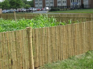 Bamboo fencing