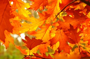 Fall Fence Maintenance