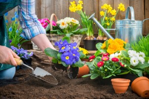 planting a garden near a fence