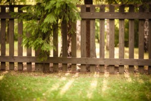 wood fence termite damage