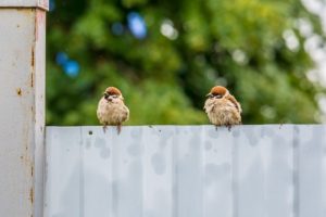 How Rain Can Impact Your Fencing, and How to Minimize Damage From Rain