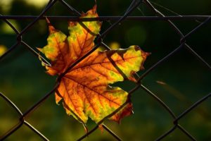 How a Fence and Gate Can be Damaged by Leaves