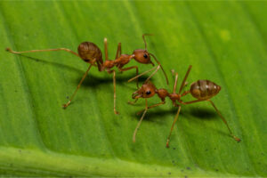 Pests That Can Damage a Wooden Fence