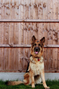 Making Sure Your Pets Can’t Dig Beneath Your Fencing